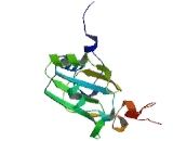 Nuclear Cap Binding Protein Subunit 2 Like Protein (NCBP2L)