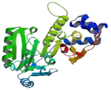 Nucleolar Protein 1 (NOL1)