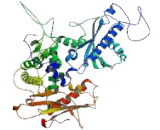 Nucleolar Protein 6 (NOL6)