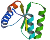 Nucleolar Protein A2 (NOLA2)