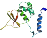 OTU Domain Containing Protein 1 (OTUD1)