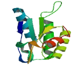 Origin Recognition Complex Subunit 1 Like Protein (ORC1L)