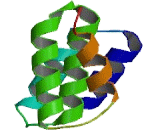 Pentatricopeptide Repeat Domain Protein 1 (PTCD1)