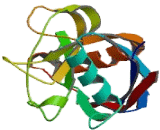 Peptidylprolyl Isomerase F (PPIF)