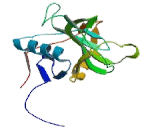 Peptidylprolyl Isomerase Like Protein 1 (PPIL1)