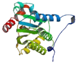 Platelet Activating Factor Acetylhydrolase Ib2 (PAFAH1B2)