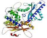 Poly A Polymerase Beta (PAPOLb)