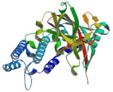 Poly ADP Ribose Polymerase 2 (PARP2)