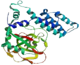 Poly ADP Ribose Polymerase 3 (PARP3)