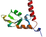 Polycomb Group Ring Finger Protein 2 (PCGF2)