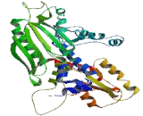 Polymerase DNA Directed Gamma 2 (POLg2)