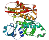 Polymerase DNA Directed Iota (POLi)