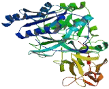 Polypeptide-N-Acetylgalactosaminyltransferase 7 (GALNT7)
