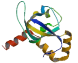 Popeye Domain Containing Protein 3 (POPDC3)
