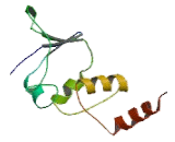 Potassium Channel Tetramerisation Domain Containing Protein 2 (KCTD2)