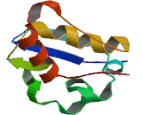 Potassium Voltage Gated Channel Shaker Related Subfamily, Member 1 (KCNA1)