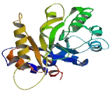 Proline Synthetase Co Transcribed Homolog (PROSC)