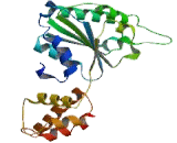 Proteasome 26S Subunit, ATPase 1 (PSMC1)