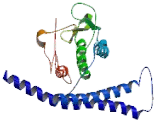 Proteasome Activator Subunit 4 (PSME4)