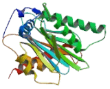 Proteasome Subunit Alpha Type 3 (PSMa3)