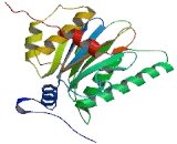 Proteasome Subunit Alpha Type 8 (PSMa8)