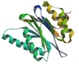 Proteasome Subunit Beta Type 5 (PSMb5)
