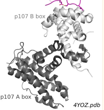 Protein E7, HPV52 (E7)