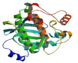 Protein Kinase, Y-Linked (PRKY)
