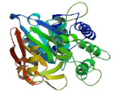 Protein Phosphatase, EF-Hand Calcium Binding Domain 1 (PPEF1)