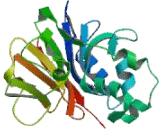 Protein Phosphatase 1, Catalytic Subunit Gamma Isoform (PPP1CC)