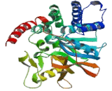 Protein Phosphatase 3, Catalytic Subunit Gamma Isoform (PPP3CC)