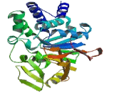 Protein Phosphatase 4, Catalytic Subunit (PPP4C)