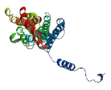 Protein Regulator Of Cytokinesis 1 (PRC1)