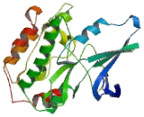 Protein Serine Kinase H1 (PSKH1)