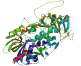 Pyridine Nucleotide Disulfide Oxidoreductase Domain Containing Protein 2 (PYROXD2)