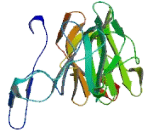 RAB9 Effector Protein With Kelch Motifs (RABEPK)