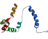 RAN Binding Protein 6 (RANBP6)