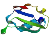 RNA Binding Motif Protein 7 (RBM7)