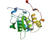 RNA Guanylyltransferase And 5'-Phosphatase (RNGTT)