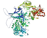 RNA Polymerase II, DNA Directed Polypeptide B (POLR2B)