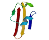 RNA Polymerase II, DNA Directed Polypeptide E (POLR2E)