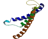 RNA Polymerase III, DNA Directed Polypeptide D (POLR3D)