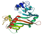 RNA Pseudouridylate Synthase Domain Containing Protein 4 (RPUSD4)