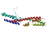 Ras Association Domain Containing Protein 10 (RASSF10)