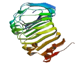 Reticulon 4 Receptor Like Protein 1 (RTN4RL1)