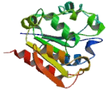 Retinoblastoma Binding Protein 9 (RBBP9)