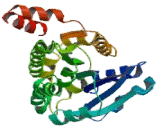 Retinol Dehydrogenase 8 (RDH8)