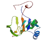 Ribosomal Protein L11 (RPL11)