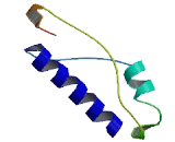 Ribosomal Protein L31 (RPL31)