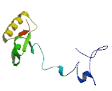 Ribosomal Protein L32 (RPL32)